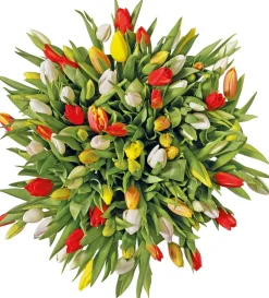 Intratuin Tulpenmix 10 St. 40cm| Frühlings-Blüher|Blumenzwiebeln