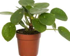 Intratuin Ufopflanze (Pilea peperomioides) D 7 H 15 cm| Luftreinigende Pflanzen|Kleine Zimmerpflanzen