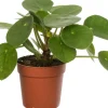 Intratuin Ufopflanze (Pilea peperomoides) D 12 cm H 20 cm| Kleine Zimmerpflanzen|Luftreinigende Pflanzen