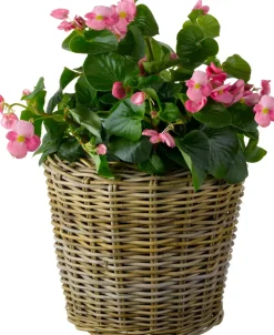 Intratuin Van der Leeden Pflanzkorb hoch mit Henkeln D 45 cm H 40 cm| Pflanzkörbe|Blumentöpfe & Pflanzgefäße