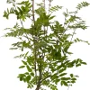 Intratuin Vogelbeere (Sorbus aucuparia) D 19 H 30 cm| Winterharte Pflanzen