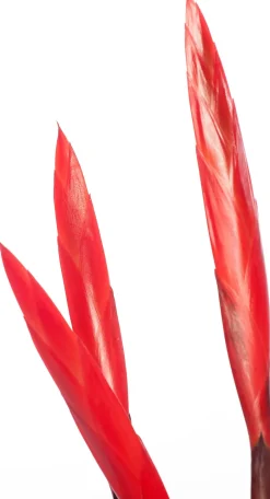 Intratuin Vriesea (Vriesea 'Era Triplo') D 12 cm H 45 cm| Für Sonne|Blühende Zimmerpflanzen