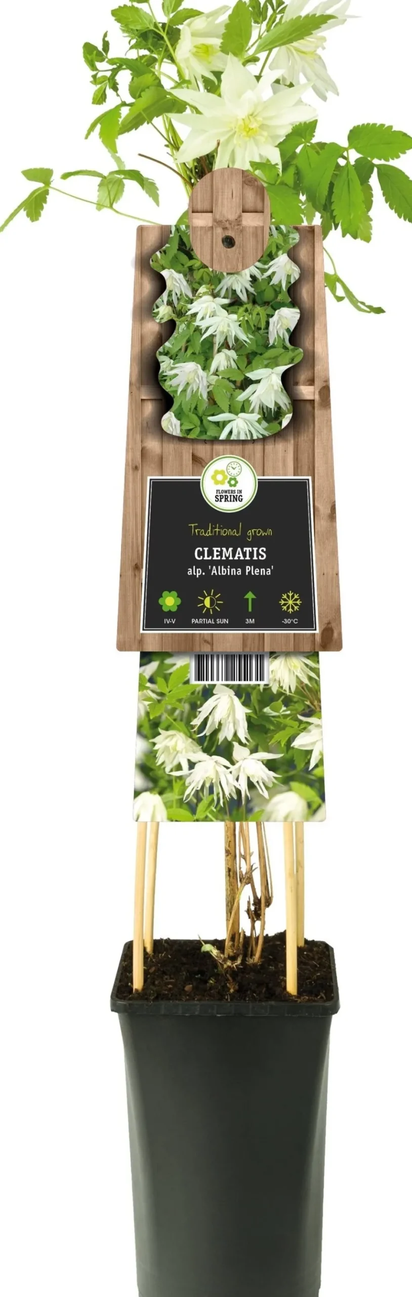 Intratuin Waldrebe (Clematis alpina 'Albina Plena') D 17 H 75 cm| Blühende Pflanzen|Kletterpflanzen