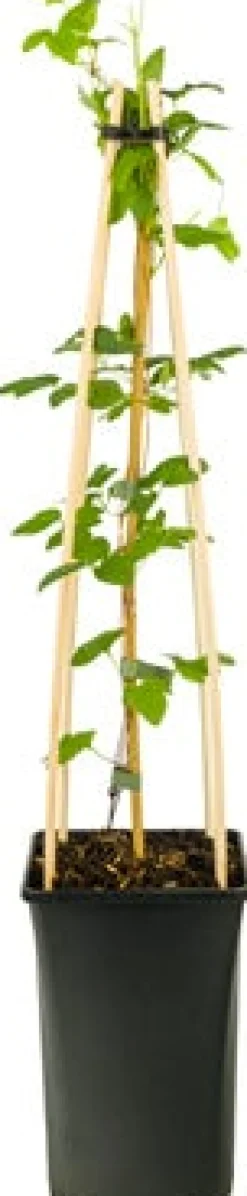 Intratuin Waldrebe (Clematis 'Forever Friends') D 23 H 210 cm| Kletterpflanzen|Winterharte Pflanzen