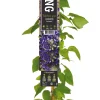 Intratuin Waldrebe (Clematis 'Jackmanii') D 23 H 210 cm| Blühende Pflanzen|Kletterpflanzen