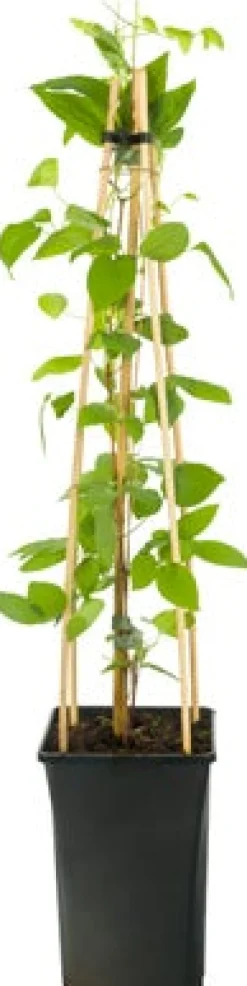 Intratuin Waldrebe (Clematis 'John Paul II') D 16 H 75 cm| Kletterpflanzen|Winterharte Pflanzen