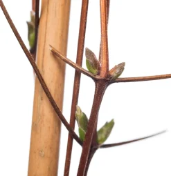 Intratuin Waldrebe (Clematis 'John Paul II') D 16 H 75 cm| Kletterpflanzen|Winterharte Pflanzen