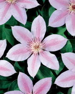 Intratuin Waldrebe (Clematis 'John Paul II') D 16 H 75 cm| Kletterpflanzen|Winterharte Pflanzen