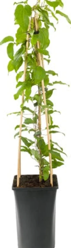 Intratuin Waldrebe (Clematis 'Nelly Moser') D 23 H 210 cm| Blühende Pflanzen|Kletterpflanzen