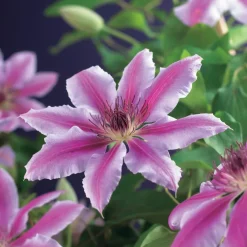 Intratuin Waldrebe (Clematis 'Nelly Moser') D 23 H 210 cm| Blühende Pflanzen|Kletterpflanzen
