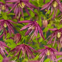 Intratuin Waldrebe (Clematis 'Octopus' PBR) D 16 H 75 cm| Blühende Pflanzen|Kletterpflanzen