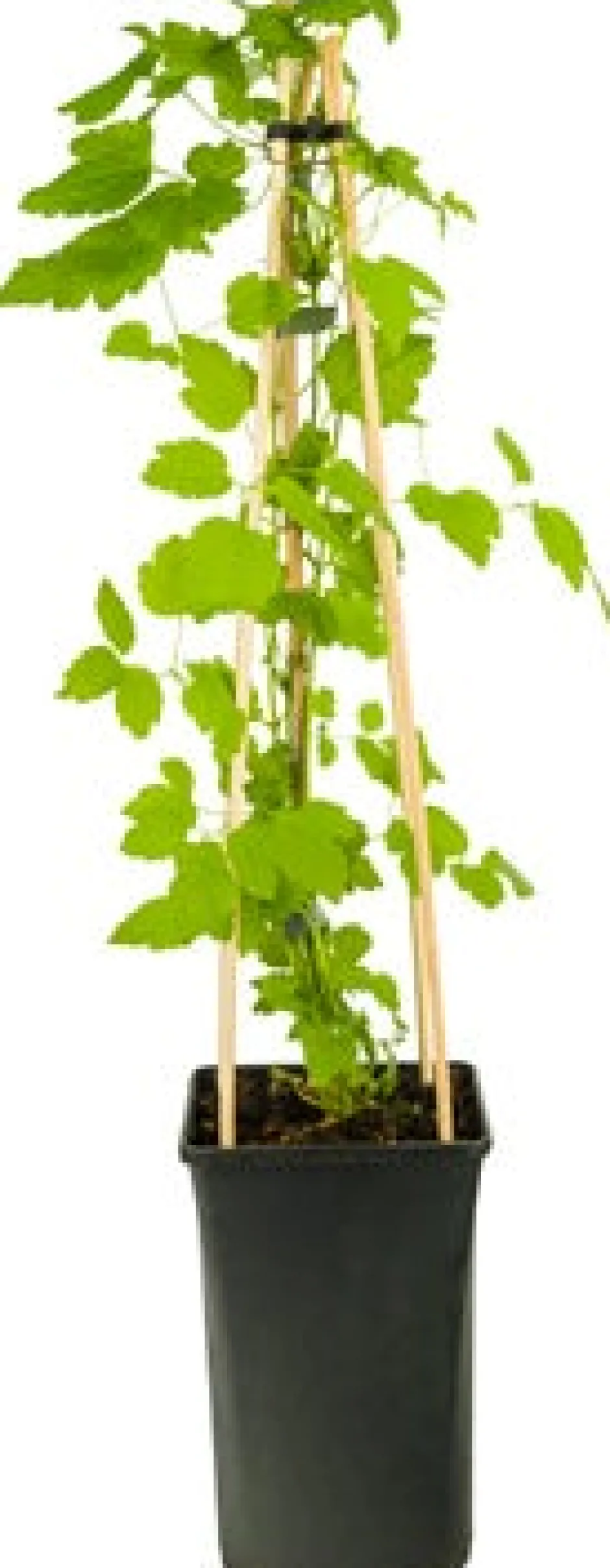 Intratuin Waldrebe (Clematis 'Paul Farges') D 16 H 90 cm| Blühende Pflanzen|Kletterpflanzen