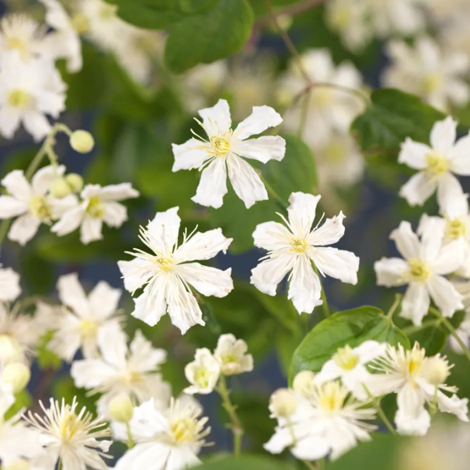 Intratuin Waldrebe (Clematis 'Paul Farges') D 16 H 90 cm| Blühende Pflanzen|Kletterpflanzen
