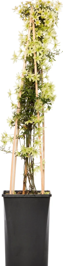 Intratuin Waldrebe (Clematis 'Pixie') D 16 H 75 cm| Blühende Pflanzen|Immergrüne Pflanzen