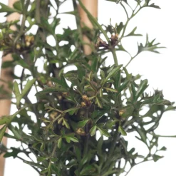 Intratuin Waldrebe (Clematis 'Pixie') D 16 H 75 cm| Blühende Pflanzen|Immergrüne Pflanzen