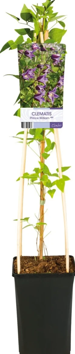 Intratuin Waldrebe (Clematis 'Prince William') D 17 H 75 cm| Blühende Pflanzen|Kletterpflanzen