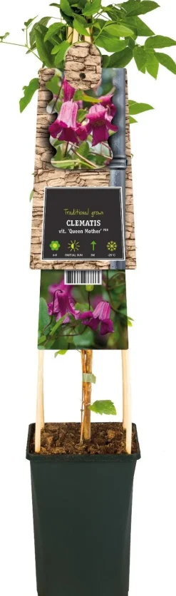 Intratuin Waldrebe (Clematis vitalba 'Queen Mother') D 17 H 75 cm| Blühende Pflanzen|Kletterpflanzen