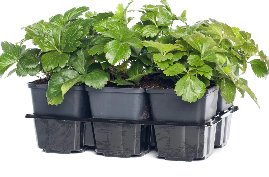 Intratuin Waldsteinie (Waldsteinia ternata)| Pflanzen Für Schatten|Immergrüne Pflanzen