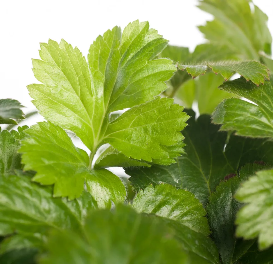 Intratuin Waldsteinie (Waldsteinia ternata)| Pflanzen Für Schatten|Immergrüne Pflanzen