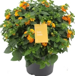 Intratuin Wandelröschen (Lantana camara) D 19 H 45 cm| Blühende Pflanzen|Einjährige Pflanzen