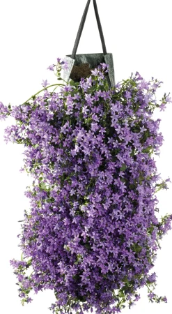 Intratuin Wandhänger Dalmatiner Glockenblume (Campanula portenschlagiana 'Ambella Purple') D 60 H 25 cm| Blühende Pflanzen|Winterharte Pflanzen