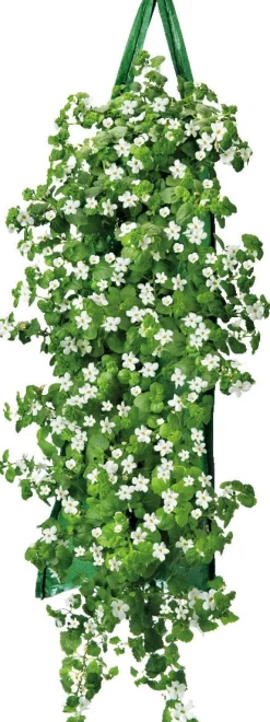 Intratuin Wandhänger mit Begonie (Begonia) orange H 50 cm| Blühende Pflanzen|Einjährige Pflanzen