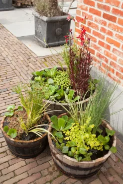 Intratuin Wasserpflanzen Mix 3 Sorten| Teichpflanzen|Mehrjährige Pflanzen