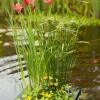 Intratuin Wasserpflanzen Mix mit Schwimmkorb (Achillea Ptarmica)| Blühende Pflanzen|Mehrjährige Pflanzen