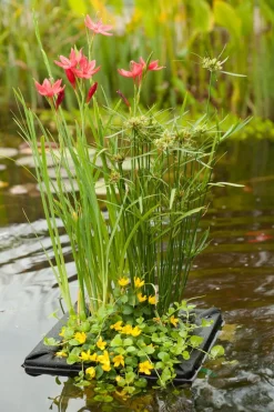 Intratuin Wasserpflanzen Mix mit Schwimmkorb (Achillea Ptarmica)| Blühende Pflanzen|Mehrjährige Pflanzen