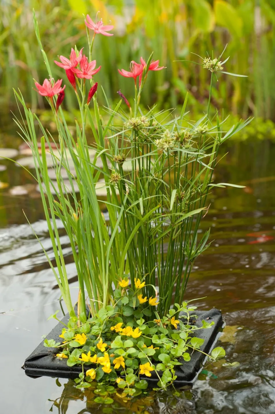 Intratuin Wasserpflanzen Mix mit Schwimmkorb (Achillea Ptarmica)| Blühende Pflanzen|Mehrjährige Pflanzen