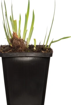 Intratuin Wasserschwertlilie (Iris 'Rose Queen') D 9 H 20 cm| Teichpflanzen|Winterharte Pflanzen