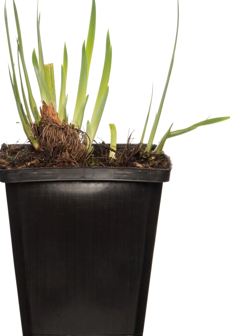 Intratuin Wasserschwertlilie (Iris 'Rose Queen') D 9 H 20 cm| Teichpflanzen|Winterharte Pflanzen