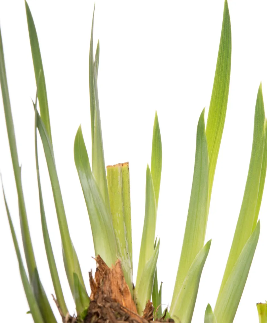 Intratuin Wasserschwertlilie (Iris 'Rose Queen') D 9 H 20 cm| Teichpflanzen|Winterharte Pflanzen