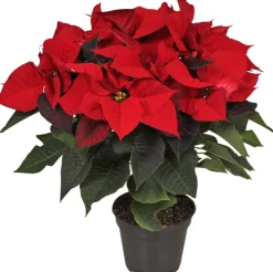 Intratuin Weihnachstsstern (Euphorbia pulcherrima) D 14 H 40 cm| Blühende Zimmerpflanzen|Weihnachtsstern