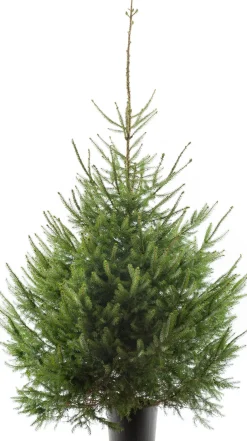 Intratuin Weihnachtsbaum Fichte im Topf 150 - 175 cm| Echte Weihnachtsbäume