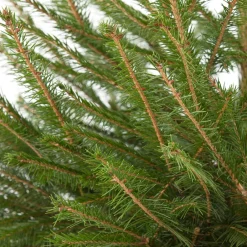Intratuin Weihnachtsbaum Fichte im Topf 150 - 175 cm| Echte Weihnachtsbäume