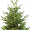 Intratuin Weihnachtsbaum Nordmanntanne gesägt 160 - 200 cm| Echte Weihnachtsbäume