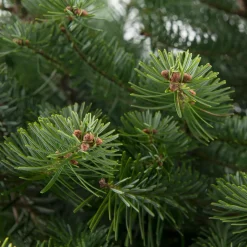 Intratuin Weihnachtsbaum Nordmanntanne gesägt 160 - 200 cm| Echte Weihnachtsbäume