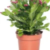 Intratuin Weihnachtskaktus (Schlumbergera) rot D 13 H 35 cm| Für Sonne|Kakteen & Sukkulenten
