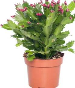 Intratuin Weihnachtskaktus (Schlumbergera) rot D 13 H 35 cm| Für Sonne|Kakteen & Sukkulenten
