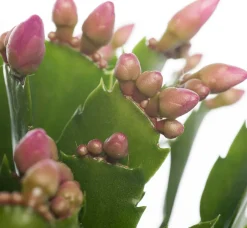 Intratuin Weihnachtskaktus (Schlumbergera) rosa D 13 H 35 cm| Kakteen & Sukkulenten|Weihnachtskaktus