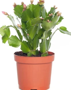Intratuin Weihnachtskatus (Schlumbergera) lila D 9 H 25 cm| Kleine Zimmerpflanzen|Kakteen & Sukkulenten