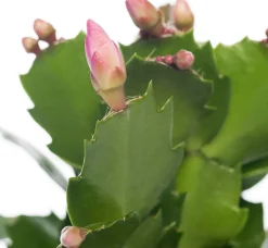 Intratuin Weihnachtskatus (Schlumbergera) lila D 9 H 25 cm| Kleine Zimmerpflanzen|Kakteen & Sukkulenten