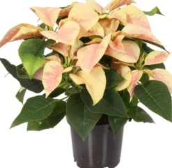 Intratuin Weihnachtsstern (Euphorbia pulcherrima 'Christmas Beauty Marble') D 10,5 H 25 cm| Kleine Zimmerpflanzen|Blühende Zimmerpflanzen