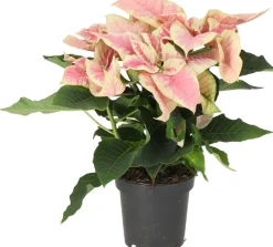 Intratuin Weihnachtsstern (Euphorbia pulcherrima 'Christmas Beauty Marble') D 10,5 H 25 cm| Kleine Zimmerpflanzen|Blühende Zimmerpflanzen