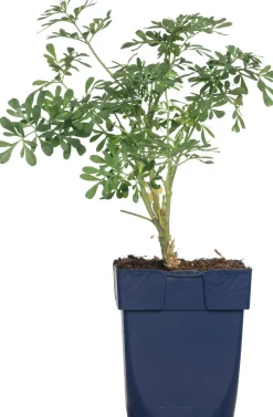 Intratuin Weinraute (Ruta graveolens)| Mehrjährige Pflanzen