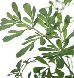 Intratuin Weinraute (Ruta graveolens)| Mehrjährige Pflanzen