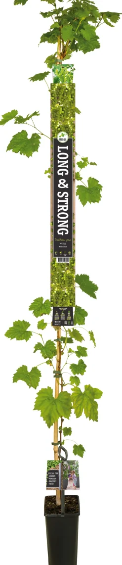 Intratuin Weintraube weiß, kernlos (Vitis vinifera 'Millennium') D 23 H 210 cm| Obstbäume & -Sträucher|Obstbäume & -Sträucher