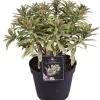 Intratuin Wolfsmilch (Euphorbia 'Ascot Rainbow') D 15 H 30 cm| Blühende Pflanzen|Immergrüne Pflanzen