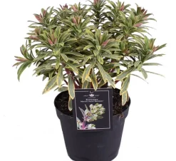 Intratuin Wolfsmilch (Euphorbia 'Ascot Rainbow') D 15 H 30 cm| Blühende Pflanzen|Immergrüne Pflanzen